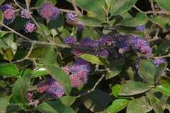 Memecylon umbellatum